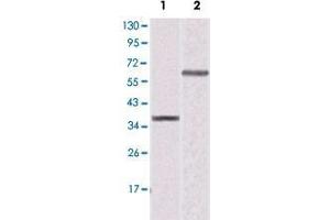 Western blot analysis using PPARG monoclonal antibody, clone 8D1H8F4  against truncated PPARG recombinant protein (Lane 1) and K-562 cell lysate (Lane 2).