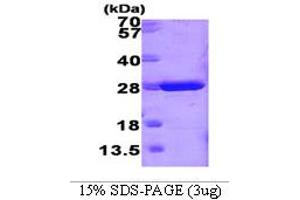 SDS-PAGE (SDS) image for Glutathione S-Transferase mu 1 (GSTM1) (AA 1-218) protein (ABIN666743)