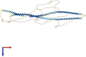 Keratin 84 (KRT84) (AA 1-600) protein (His tag)