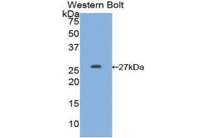Detection of Recombinant GSTm1, Gallus using Polyclonal Antibody to Glutathione S Transferase Mu 1 (GSTM1) (GSTM1 antibody  (AA 1-220))