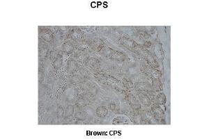 Sample Type :  Pig kidney   Primary Antibody Dilution :   1:500  Secondary Antibody :  Anti-rabbit-biotin, streptavidin-HRP   Secondary Antibody Dilution :   1:500  Color/Signal Descriptions :  Brown: CPS  Gene Name :  CPS1  Submitted by :  Juan C. (CPS1 antibody  (Middle Region))