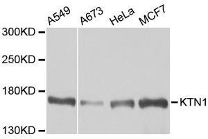 Western blot analysis of extracts of various cell lines, using KTN1 antibody (ABIN5973485) at 1/1000 dilution. (KTN1 antibody)