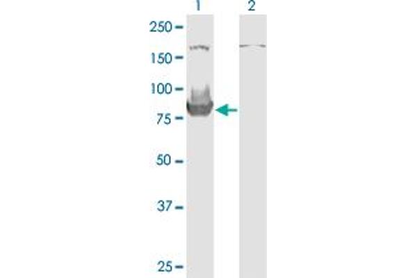 HOOK3 antibody  (AA 622-718)