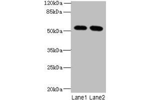 Western blot All lanes: INTS14 antibody at 4 μg/mL Lane 1: Hela whole cell lysate Lane 2: NIH/3T3 whole cell lysate Secondary Goat polyclonal to rabbit IgG at 1/10000 dilution Predicted band size: 58, 10, 49, 51 kDa Observed band size: 58 kDa