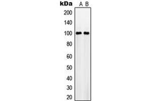 Western blot analysis of NaBC1 expression in MCF7 (A), RAW264. (BCAS1 antibody  (Center))