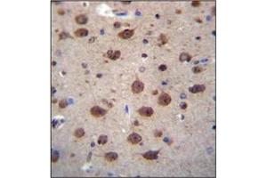 Immunohistochemistry analysis in formalin fixed and paraffin embedded human brain tissue reacted with PNKD Antibody (N-term) followed which was peroxidase conjugated to the secondary antibody and followed by DAB staining. (PNKD antibody  (N-Term))