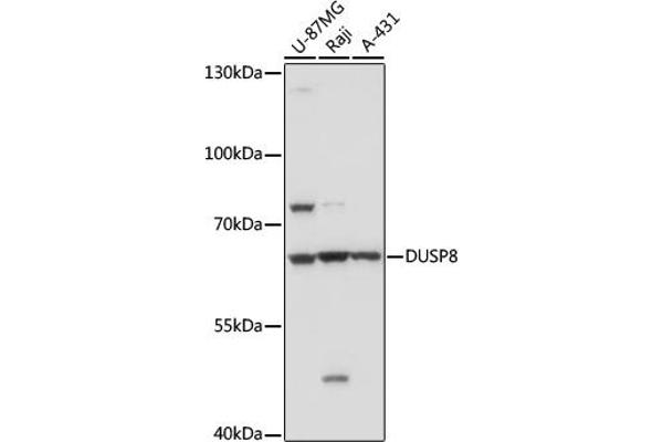 DUSP8 antibody