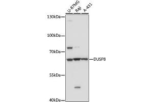 DUSP8 anticorps