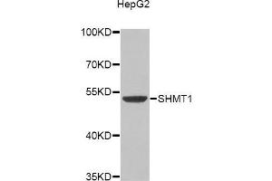 Western blot analysis of extracts of HepG2 cell line, using SHMT1 antibody. (SHMT1 antibody)