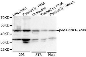 Western blot analysis of extracts of various cell lines, using Phospho-MAP2K1-S298 antibody. (MEK1 antibody  (pSer297))