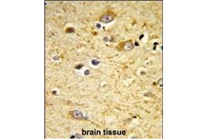 Formalin-fixed and paraffin-embedded human brain tissue reacted with GSTA4 Antibody (N-term), which was peroxidase-conjugated to the secondary antibody, followed by DAB staining. (GSTA4 antibody  (N-Term))