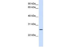 Western Blotting (WB) image for anti-Unc-50 Homolog (UNC50) antibody (ABIN2459065) (UNC50 antibody)