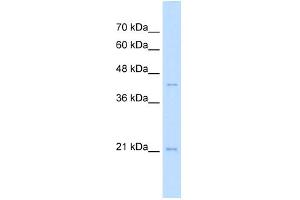 WB Suggested Anti-MAFK Antibody Titration:  2. (MAFK antibody  (N-Term))