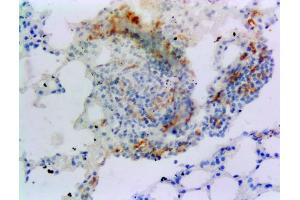 ABIN184738 Staining of paraffin embedded Mouse Lung.