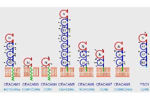 Domain organization of the human CEACAM family. (CD66acde antibody)