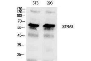 Western Blotting (WB) image for anti-Stimulated By Retinoic Acid 8 (STRA8) (Internal Region) antibody (ABIN3181412) (STRA8 antibody  (Internal Region))