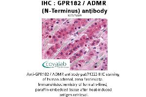 Image no. 1 for anti-G Protein-Coupled Receptor 182 (GPR182) (Extracellular Domain), (N-Term) antibody (ABIN1735016)