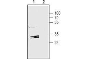 Western blot analysis of rat liver lysate: - 1. (GJB1 antibody  (C-Term, Intracellular))