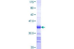 CACNA1I Protein (AA 233-331) (GST tag)