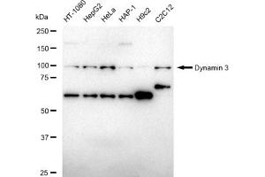 anti-Dynamin 3 (DNM3) antibody