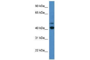 WB Suggested Anti-OPN1SW Antibody Titration: 0. (OPN1SW antibody  (C-Term))