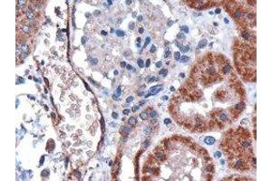 ABIN2562305 (3µg/ml) staining of paraffin embedded human kidney. (DARC antibody  (N-Term))