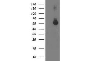 Western Blotting (WB) image for anti-Integrin alpha FG-GAP Repeat Containing 2 (ITFG2) antibody (ABIN1498915) (ITFG2 antibody)