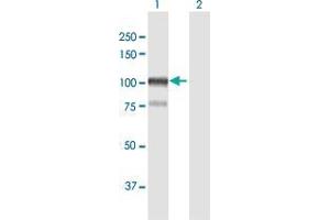 Western Blot analysis of AFAP1 expression in transfected 293T cell line by AFAP1 MaxPab polyclonal antibody. (AFAP antibody  (AA 1-730))