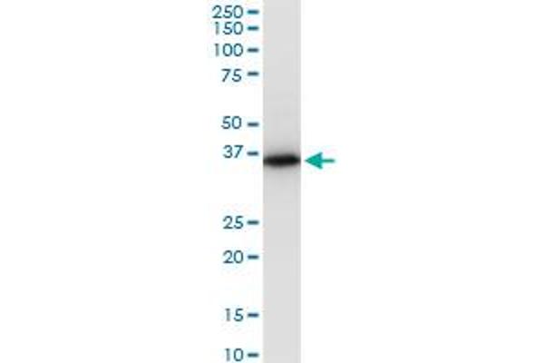 PRSS8 antibody  (AA 1-343)