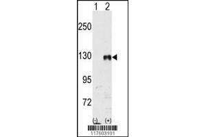 Western blot analysis of EphB1 using rabbit polyclonal EphB1 Antibody 293 cell lysates (2 ug/lane) either nontransfected (Lane 1) or transiently transfected with the EphB1 gene (Lane 2). (EPH Receptor B1 antibody)