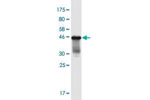 Western Blot detection against Immunogen (43. (PROC antibody  (AA 1-166))