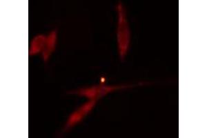 ABIN6274296 staining HeLa cells by IF/ICC. (HNRNPH2 antibody  (Internal Region))