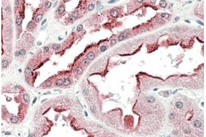 AP23760PU-N SDF4 antibody staining of paraffin embedded Human Kidney at 5 µg/ml. (SDF4 antibody  (Internal Region))