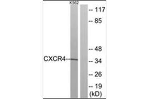 Western blot analysis of extracts from K562 cells, using CXCR4 Antibody. (CXCR4 antibody  (C-Term))