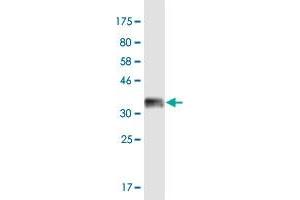 Western Blot detection against Immunogen (36. (DDX4 antibody  (AA 625-724))