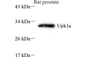 Western blot analysis of Upk1a (ABIN7076160) at dilution of 1: 600 (UPK1A antibody)