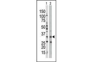 The anti-PRKAB1 Pab (ABIN391054 and ABIN2841211) is used in Western blot to detect PRKAB1 in Jurkat cell lysate (Lane 1) and mouse spleen tissue lysate (Lane 2). (PRKAB1 antibody  (N-Term))