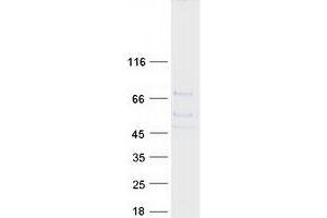 EXTL1 Protein (Myc-DYKDDDDK Tag)