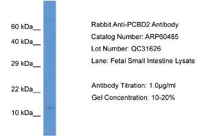 Western Blotting (WB) image for anti-Pterin-4 alpha-Carbinolamine Dehydratase/dimerization Cofactor of Hepatocyte Nuclear Factor 1 alpha (TCF1) 2 (PCBD2) (N-Term) antibody (ABIN2788466)