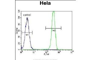 MSH2 Antibody (Center) (ABIN655517 and ABIN2845032) flow cytometric analysis of Hela cells (right histogram) compared to a negative control cell (left histogram). (MSH2 antibody  (AA 637-665))