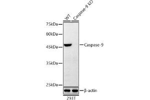 Western blot analysis of extracts from wild type (WT) and [KO Validated] Caspase-9 Rabbit mAb knockout (KO) 293T cells, using [KO Validated] Caspase-9 Rabbit mAb antibody (ABIN7266123) at 1:10000 dilution. (Caspase 9 antibody)