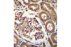 Formalin fixed and paraffin embedded human kidney tissue reacted with CD249 / Glutamyl aminopeptidase Antibody (C-term) followed by peroxidase conjugation of the secondary antibody and DAB staining. (ENPEP antibody  (C-Term))