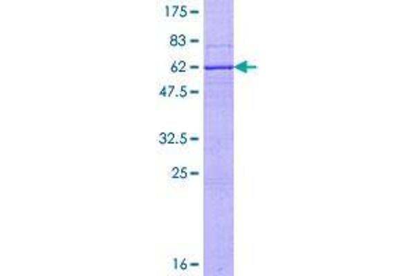 RNF212 Protein (AA 1-297) (GST tag)