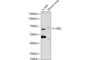 Western blot analysis of extracts of various cell lines, using EED antibody  at 1:1000 dilution. (EED antibody  (AA 1-100))