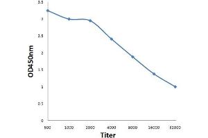 Antigen: 0. (LUM antibody  (AA 61-160))