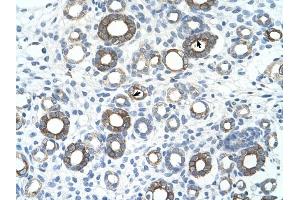 UBE2J1 antibody was used for immunohistochemistry at a concentration of 4-8 ug/ml to stain Epithelial cells of renal tubule (arrows) in Human Kidney. (UBE2J1 antibody)