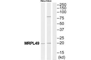 Western Blotting (WB) image for anti-Mitochondrial Ribosomal Protein L49 (MRPL49) (Internal Region) antibody (ABIN1851580) (MRPL49 antibody  (Internal Region))