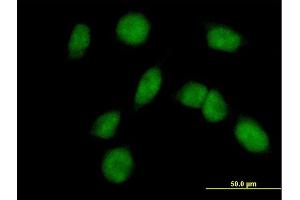 FANCM antibody  (AA 1-669)