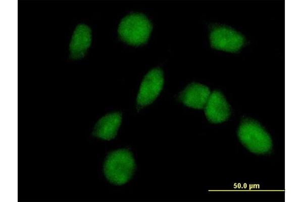 FANCM antibody  (AA 1-669)