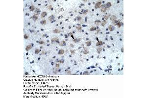 Human Brain (KCNH5 antibody  (N-Term))